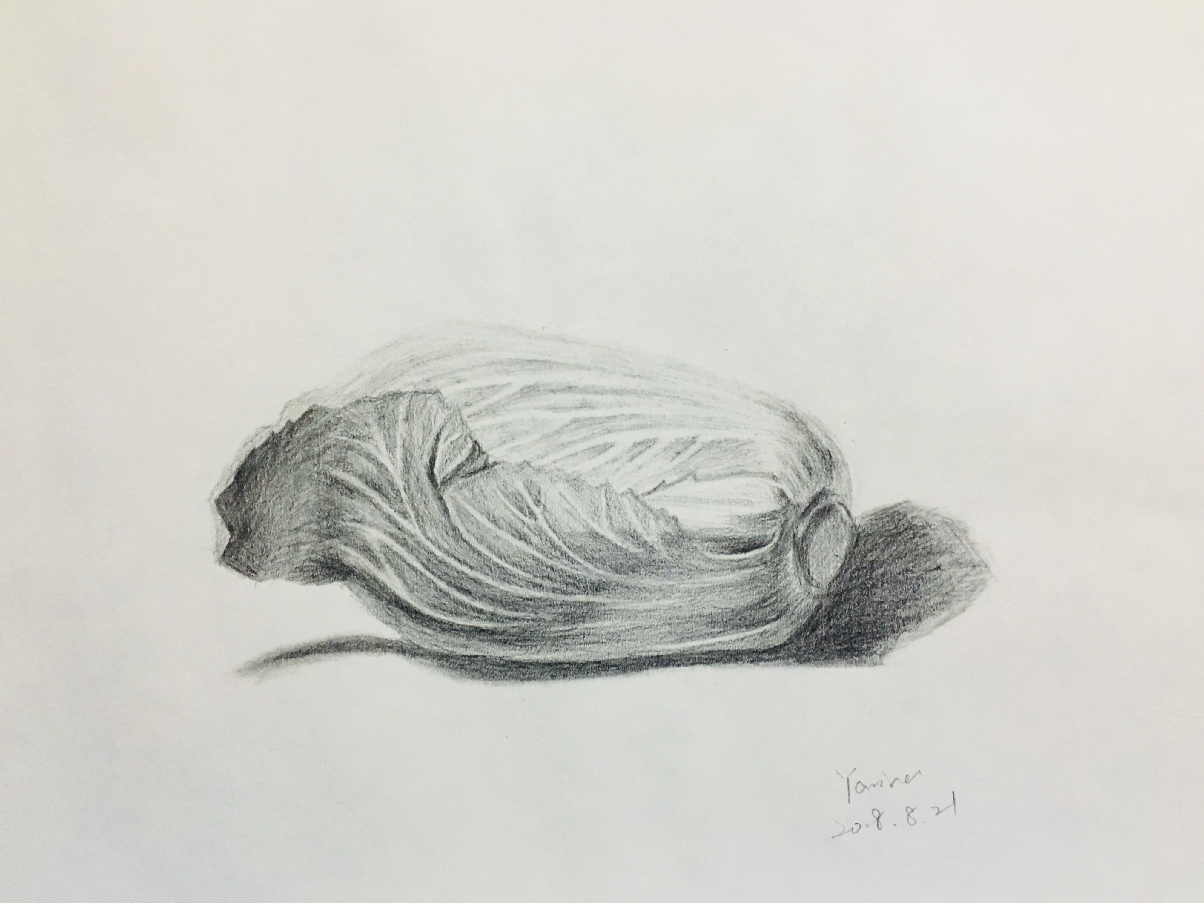 Pencil sketch of a Chinese cabbage